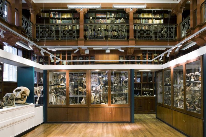 The Grant Museum of Zoology and Comparative Anatomy UCL, Lighting